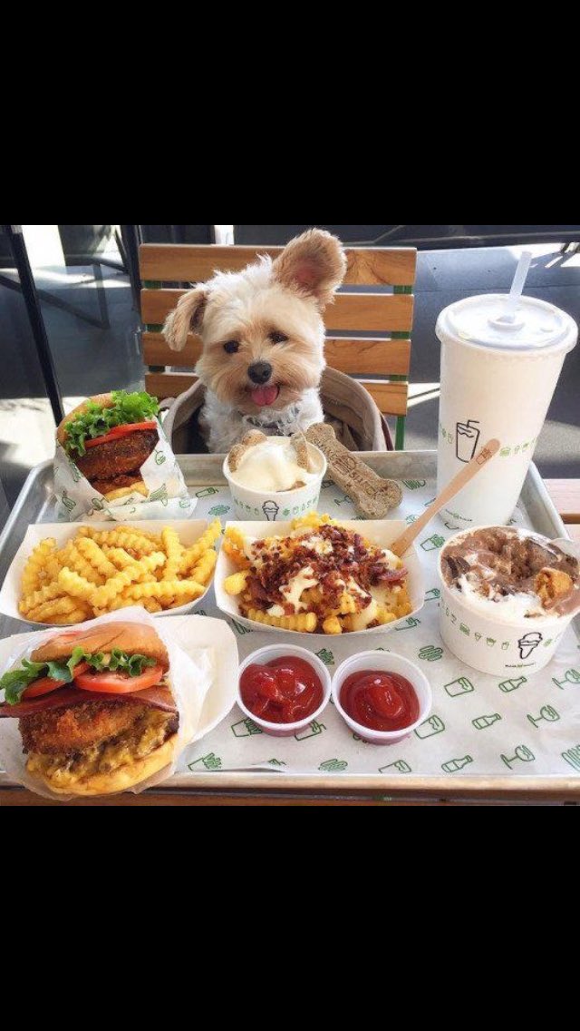 DailyDogs__ tweet picture
