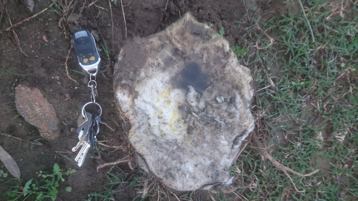 RickGladigau's tweet image. #fodderbeets as big as @kirk_bela head!!