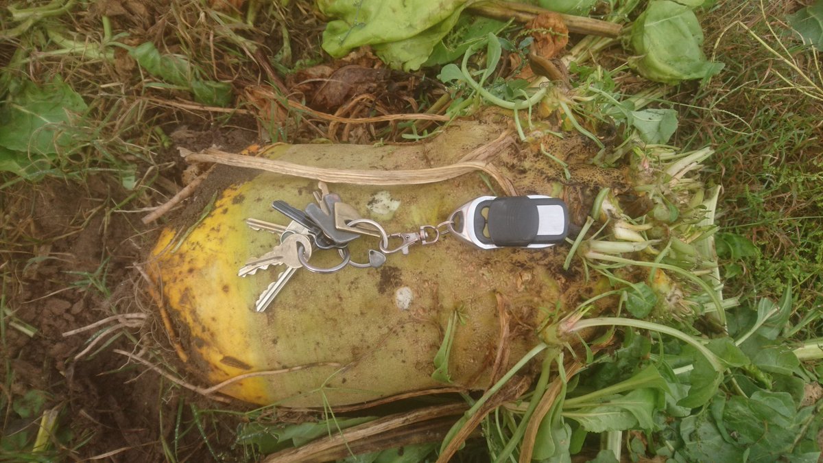 RickGladigau's tweet image. #fodderbeets as big as @kirk_bela head!!