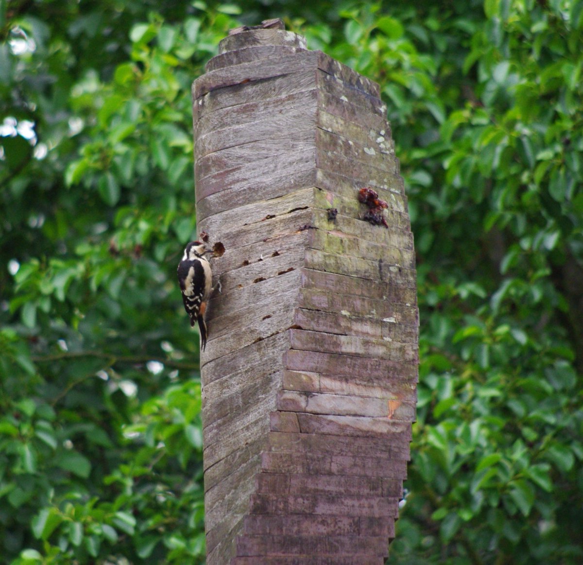 Festival Gardens (@festivalgardens) on Twitter photo Caught this scally vandalising our sculpture today @wildlife_uk <a href="/Liverpoolparks/">Liverpool Parks</a> 😂 #GreatSpottedWoodpecker Caught this scally vandalising our sculpture today @wildlife_uk <a href="/Liverpoolparks/">Liverpool Parks</a> 😂 #GreatSpottedWoodpecker