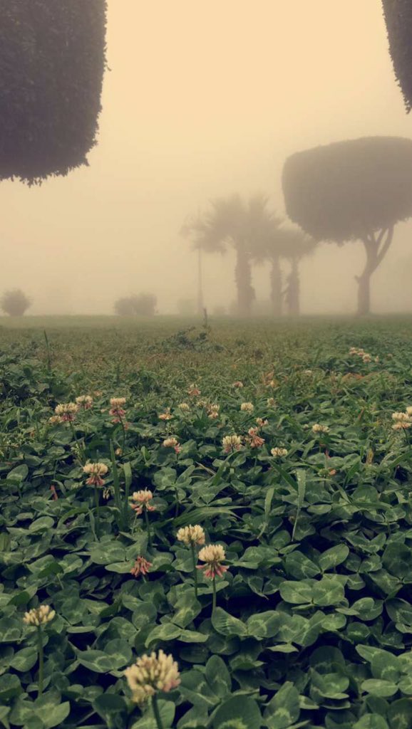 altaif_b3dsty's tweet photo. الطائف 🌧🌸
#باريس_الحجاز https://t.co/OX2Uy2w9ub