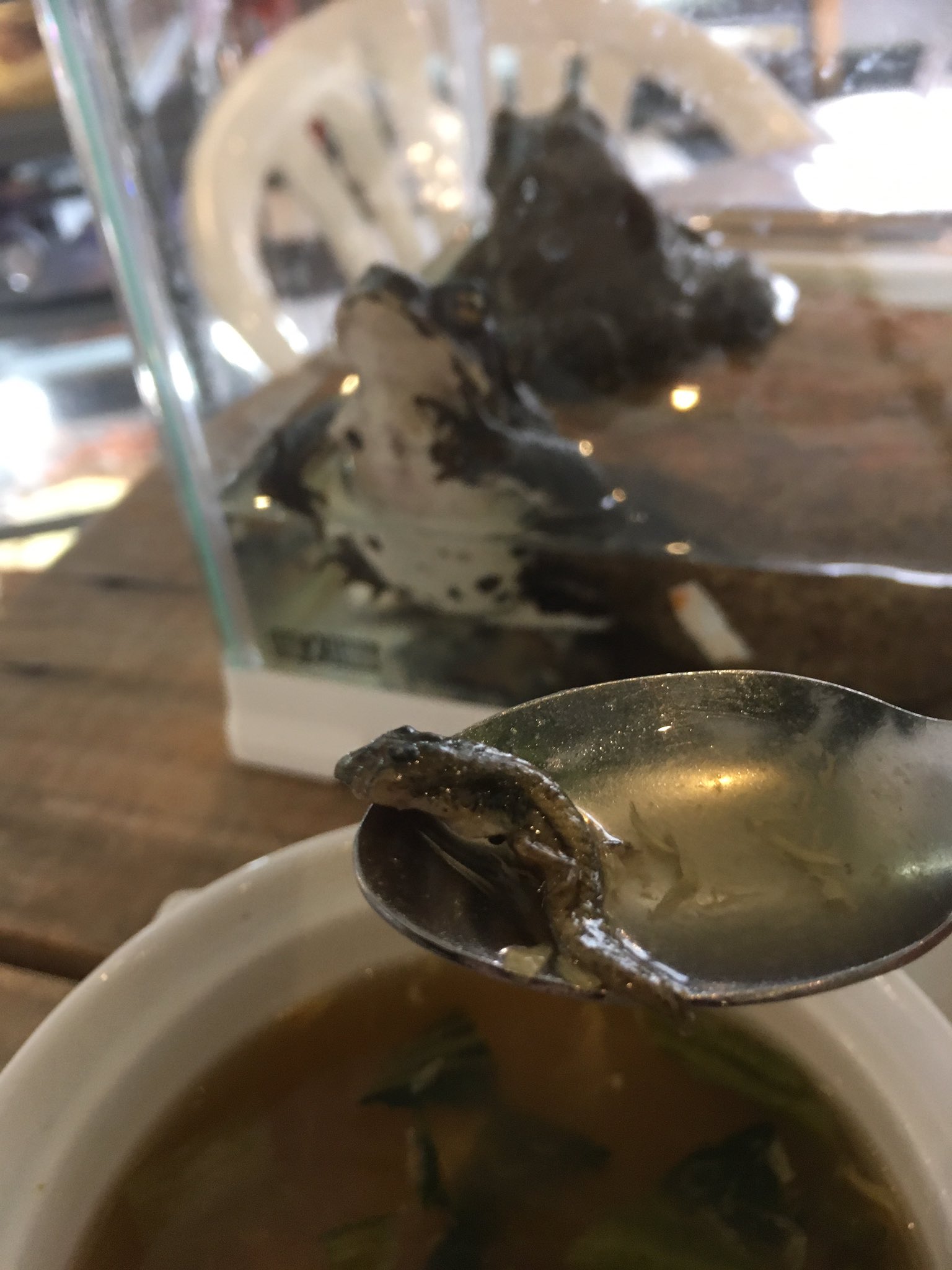Uzivatel ӧ まー Na Twitteru カエルの前でオタマジャクシを食べる 狂気の沙汰ですかね 間違いなく君の子ではないけど カエルは鶏肉 魚みたいな味 オタマジャクシは小魚の味でした ヒキガエル ゲテモノ料理 スネークカフェ 爬虫類カフェ T Co