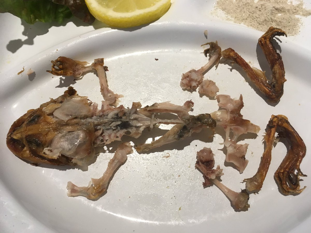 ӧ まー カエルの前でオタマジャクシを食べる 狂気の沙汰ですかね 間違いなく君の子ではないけど カエル は鶏肉 魚みたいな味 オタマジャクシは小魚の味でした ヒキガエル ゲテモノ料理 スネークカフェ 爬虫類カフェ ӧ まー カエルの前でオタマジャクシを食べる 狂気の沙汰ですかね 間違いなく君の子ではないけど カエル は鶏肉 魚みたいな味 オタマジャクシは小魚の味でした ヒキガエル ゲテモノ料理 スネークカフェ 爬虫類カフェ