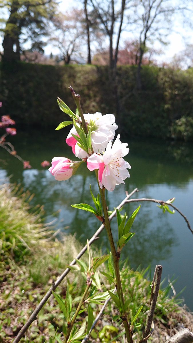 onepiecemarina's tweet photo. 今年は 花筏を見る事が出来ず…
ひと足 遅かったな……🌸🌸🌸
とても残念(╥_╥)
また 来年だね🌸🌸🌸  *ˊᵕˋ* https://t.co/DFXhghdfCn
