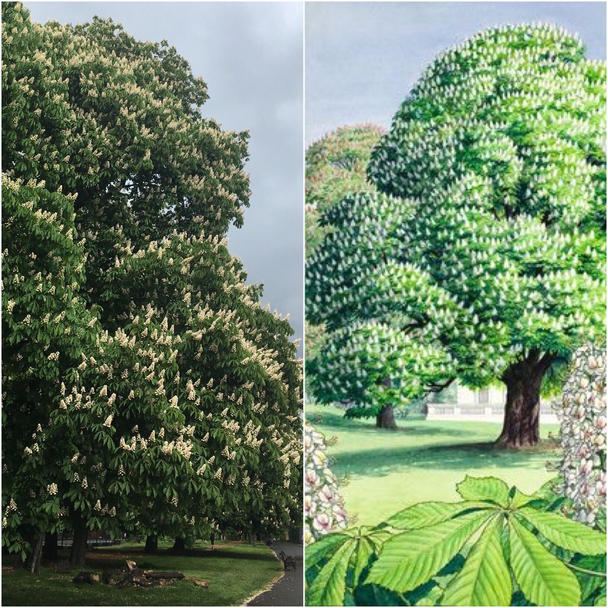 ThinkingType's tweet image. out for a morning run when reality + my internal catalogue of Ladybird book pages collide #colourmatchskies #bookoftrees #BrianVesey 🐞📚