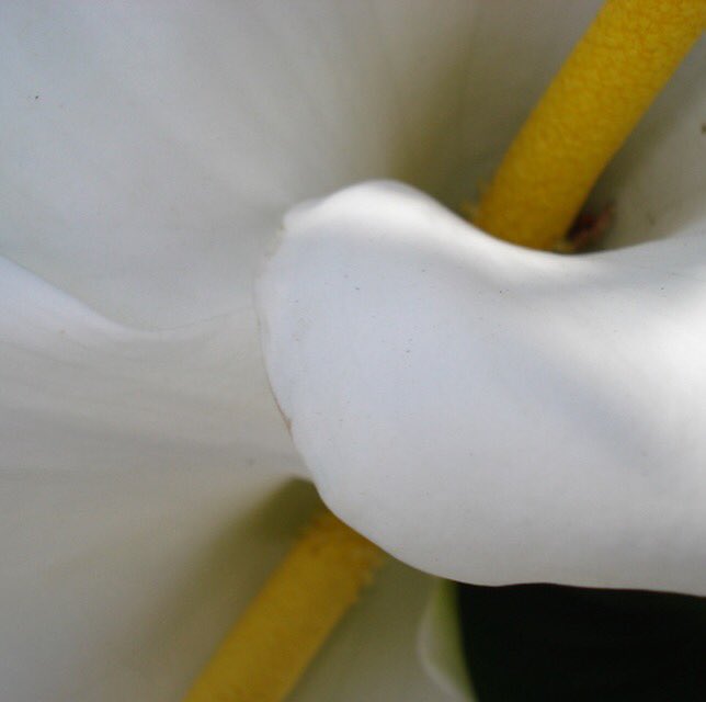 Purity of Arums are hard to beat for structural beauty &amp; they love London. Plant them massed against darker walls &amp; in raised  planters.
