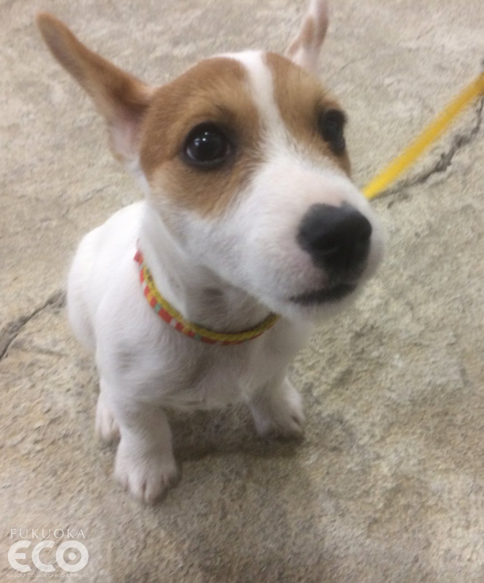 福岡eco動物海洋専門学校 公式 در توییتر あどけない表情が可愛い最近のもなかq Q ゴールデンウィークは5日から7日まで学校で待ってます 福岡eco 福岡eco動物海洋専門学校 ペット 専門学校 犬 ジャックラッセルテリア 子犬 Puppy
