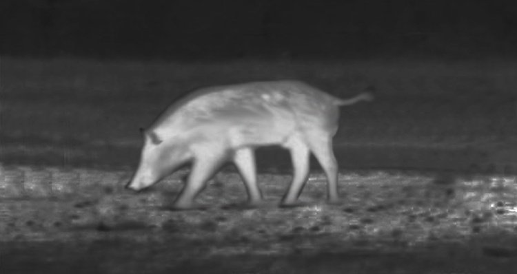 Inteliscope's tweet image. Thermal Scopes—The Best Way to Hunt Hogs at Night hubs.ly/H06Xn4Z0 #hoghunting #firearms #thermalscope