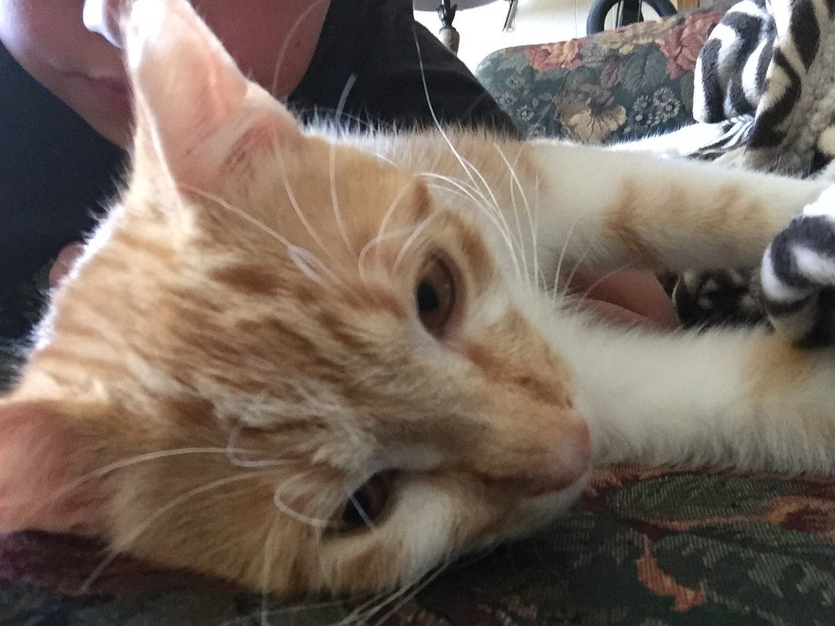 Rubycode1213's tweet image. Friend's cat and brother are so cute