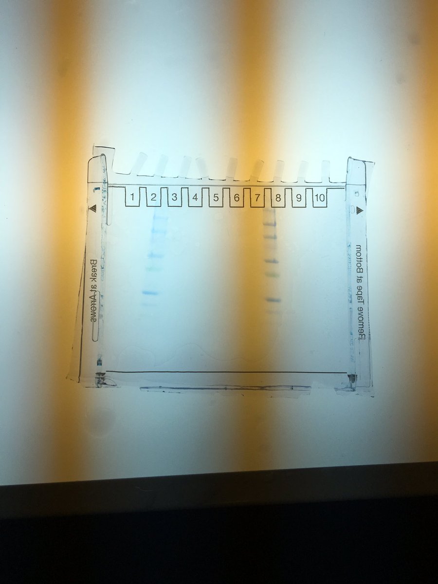 TaylorBurden15's tweet photo. 4.1.4 Gel Destaining Lab @shiloh_cristyne @MariaVandeVord and Natalie #rhsbms https://t.co/evGRgf6Uzt