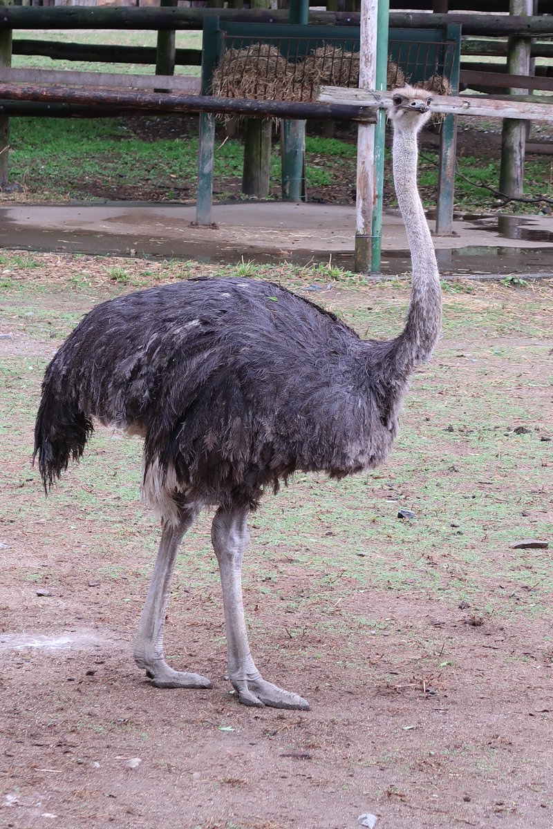 Asa 走鳥類3種比較 ヒクイドリ エミュー ダチョウが一度に見られる動物園は珍しいのでは ダチョウと比較すると ヒクイドリの足が意外と短いことに気づきました 東武動物公園