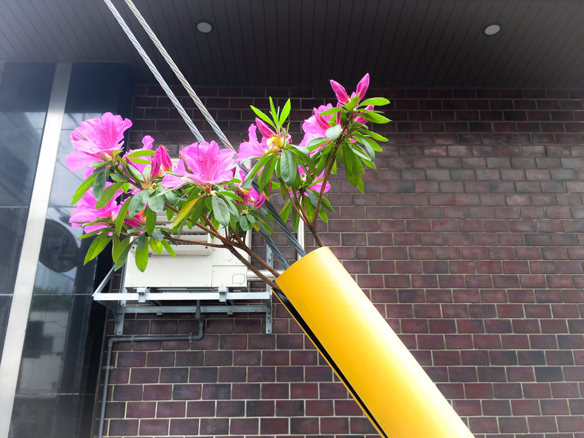 こんな所に花が カバーの中 光を目指して伸びたツツジに驚き 話題の画像プラス こんな所に花が カバーの中 光を目指して伸びたツツジに驚き 話題の画像プラス