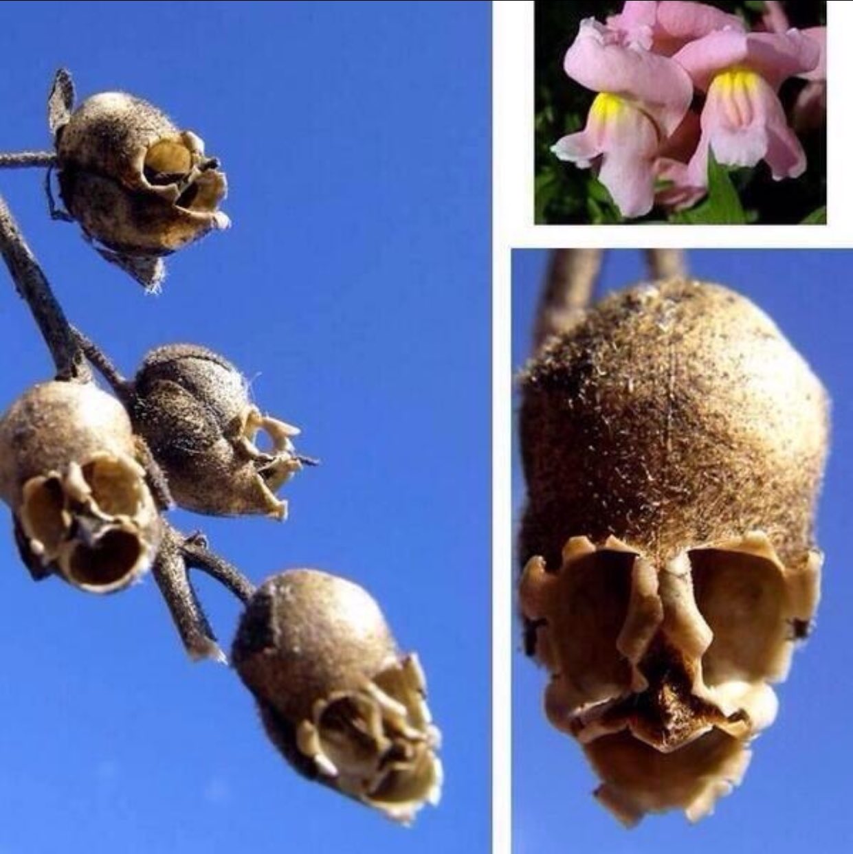 Семянка львиного зева (Antirrhinum)