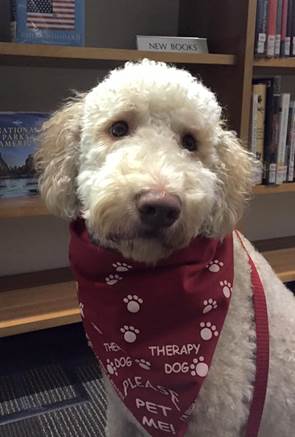lorainccc's tweet photo. PUPPY TIME! Kali the Therapy Doodle will be in the library from 6:30-8 p today, and from 11:30a to 1 p, Wed, May 3. #stressrelief #puppy https://t.co/rPhZYj3zK0