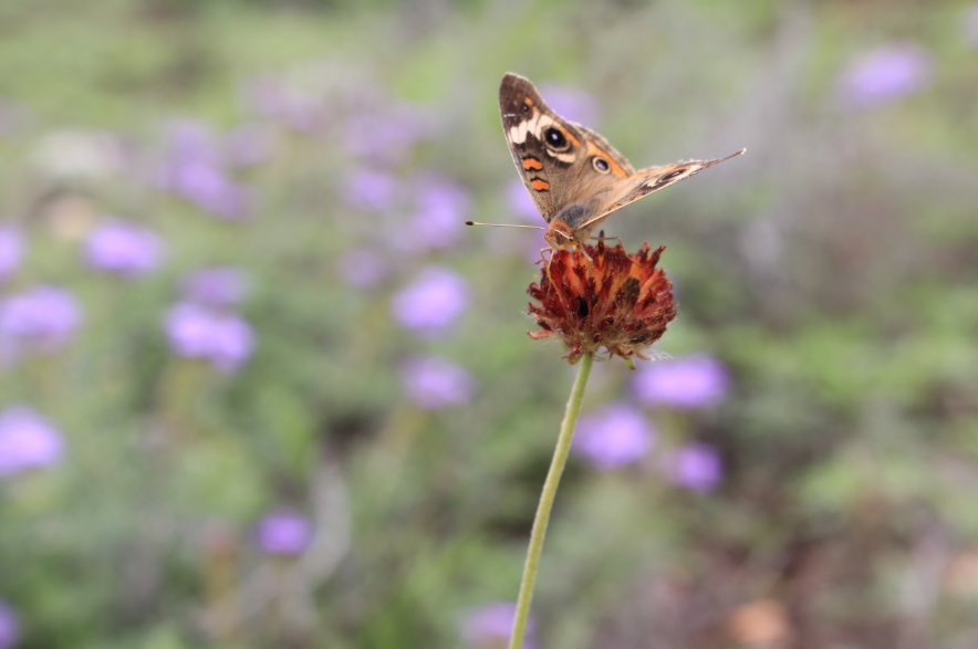 Natural Resources Conservation Service tweet media