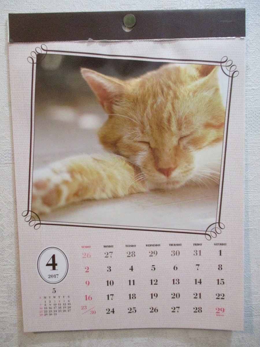 test ツイッターメディア - トイレ貼ってあるダイソーのにゃんこカレンダー、
また今月も寝てます（???）??

いい加減起きようや！(??????)???
　#ネコ　#猫　#ぬこ　#にゃんこ　#猫グッズ　#ダイソー　#カレンダー https://t.co/VttoAJdPQ3