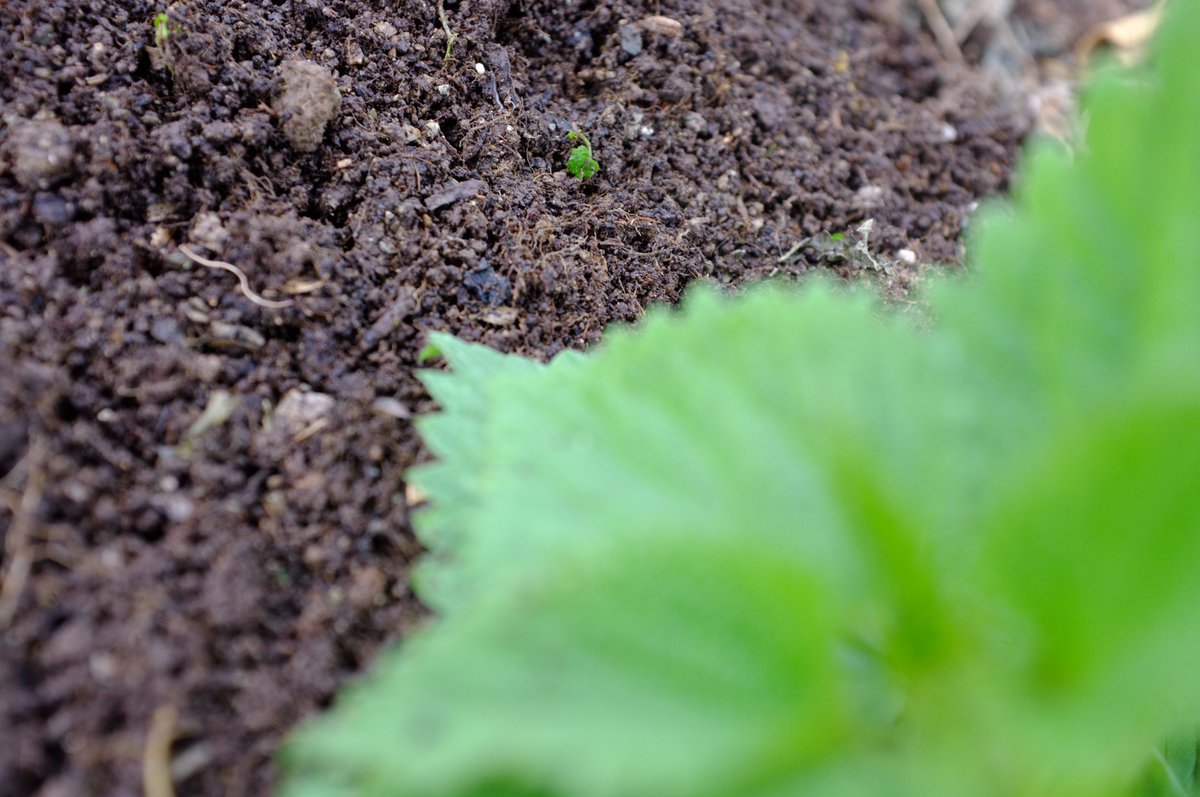Tregillis_Farm's tweet image. #Nettles: sometimes a nuisance? but crumbs they condition the soil! humus-me-up #organiccultivation N-rich #nutrientavailability