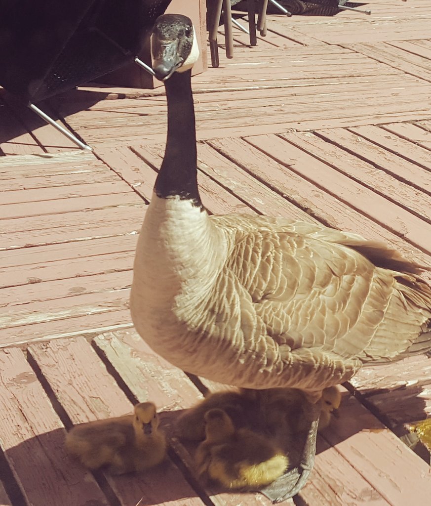 marikodawn's tweet photo. The @TECCanada goslings have hatched. #springtime https://t.co/8hOMO1GAJY
