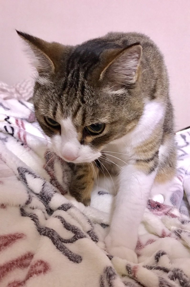 千歳四季 神の子ら2巻発売中 セクシーすぎて規制のかかったうちの猫は 今無心で私の布団をフミフミしてます