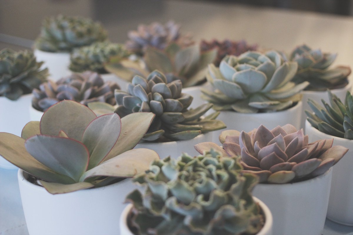 The Plant is designed with living in mind, for both people and the environment. theplantqueenwest.com