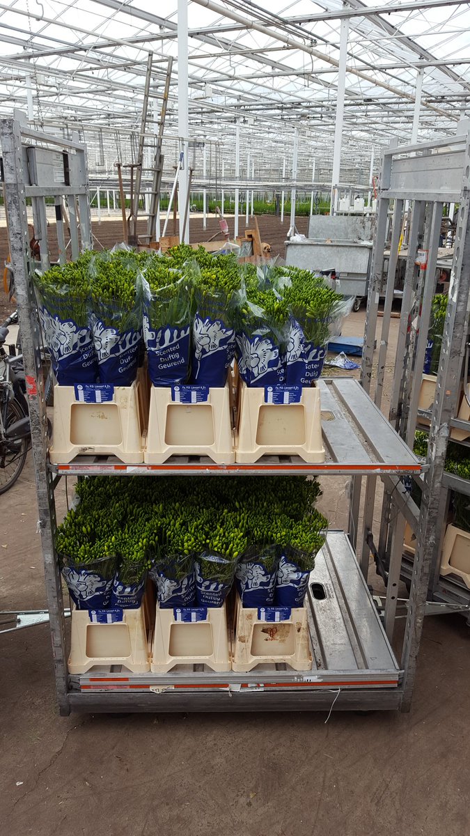 Dinsdag <a href="/FloraHolland/">Royal FloraHolland</a> #bloemistenklok #freesia @Marco_Klok17 . Online <a href="/FloraMondo/">FloraMondo</a> #klokvoorverkoop