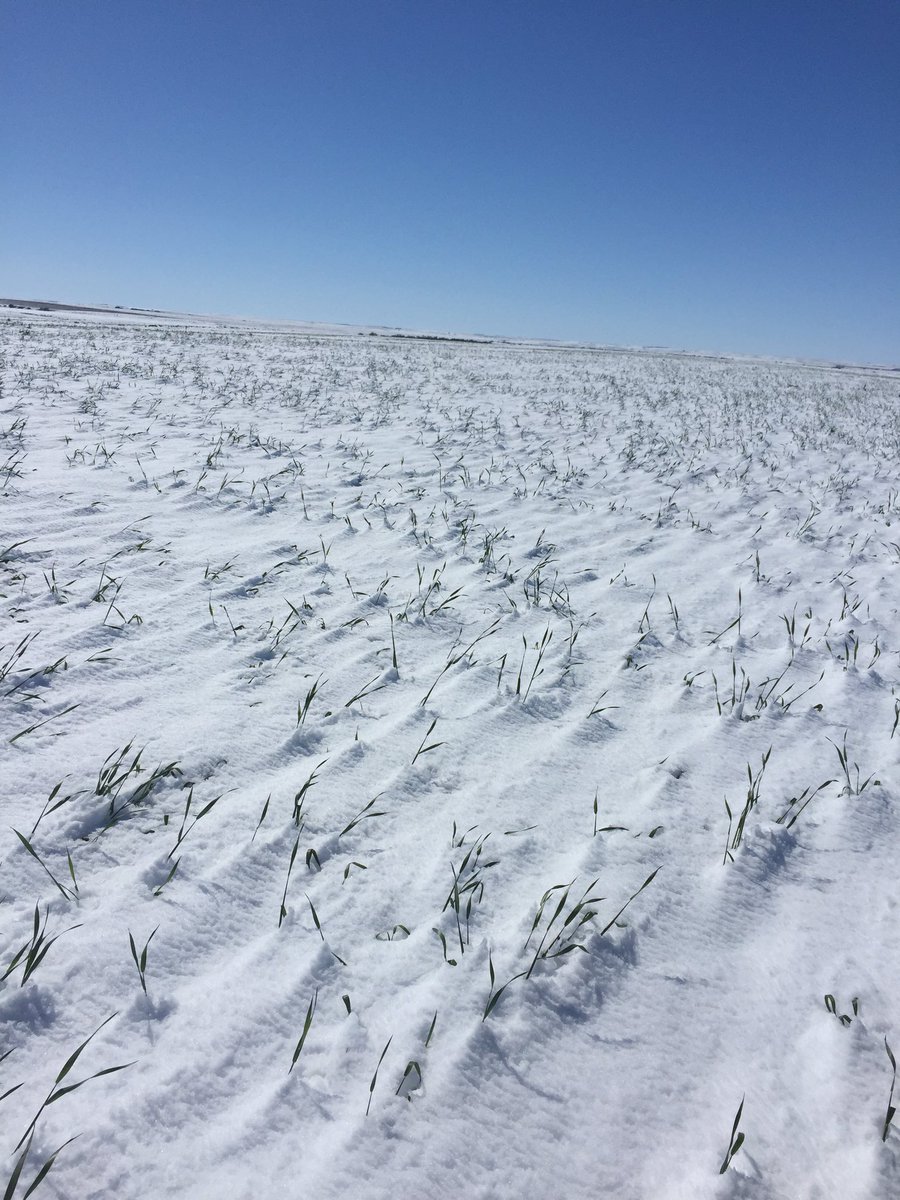 55-65% stem damage here. 14" snow in this field south of McCook NE