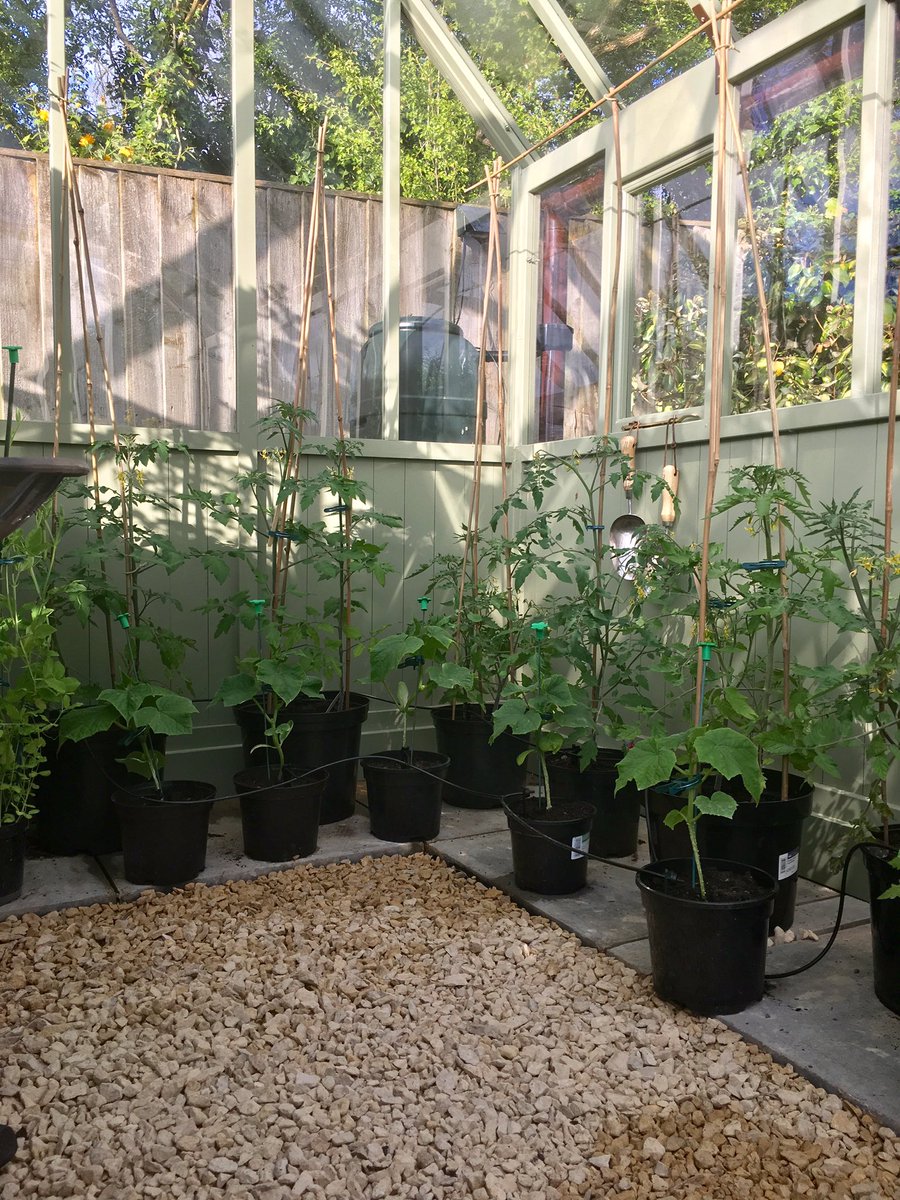 @Irrigatia @TheMontyDon bank holiday well spent, auto watering system up and running for the Tomatoes and cucumbers!