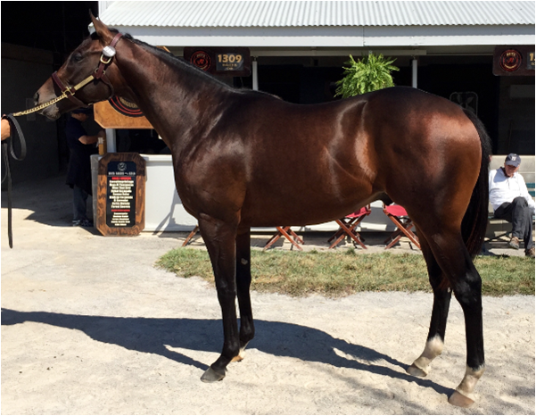 TwinSpires's tweet photo. “Very fortunate to get him on our last bid. That was our final bid” @cyfanatic on @jboysecho #KyDerby #ThatsMyBoy
https://t.co/A70vUcvjM3 https://t.co/lPpallfful