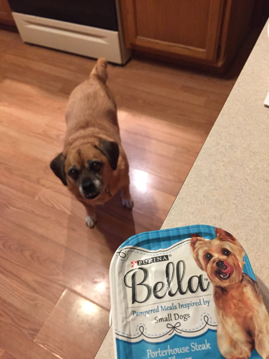 CCsaky's tweet image. Dodger loves @BellaDogFood #GotItFree @StopandShop