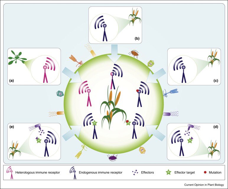 yinesung's tweet photo. Transfer and engineering of immune receptors to improve recognition capacities in crops https://t.co/KzPFzAycF9 @Team_Thomma @ Luis https://t.co/SnHSrYObL3