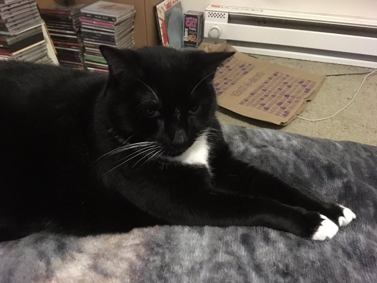 RileyTuxedo's tweet photo. It's my birthday!  I'm 7 today! https://t.co/mpiWYZPn7P