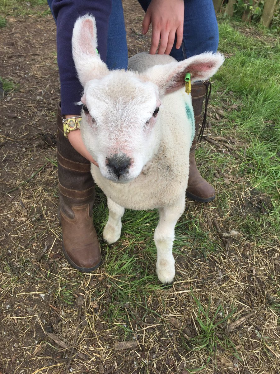 Lambing 2017 finally over all ewes lambed with in 4 weeks 90% of the flock lambed in the first 2weeks! Brilliant lambing this year!