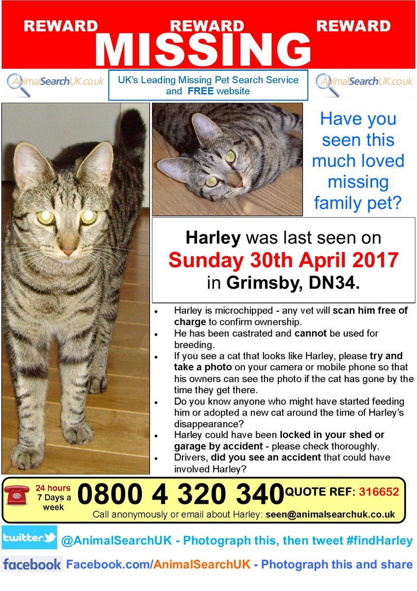 AnimalSearchUK's tweet photo. PLZ RT @LincsLive @RSPCALincsEast #missingcat #grimsby #DN34 #findharley
https://t.co/774vEh3W6v https://t.co/FcSbkOL8tR