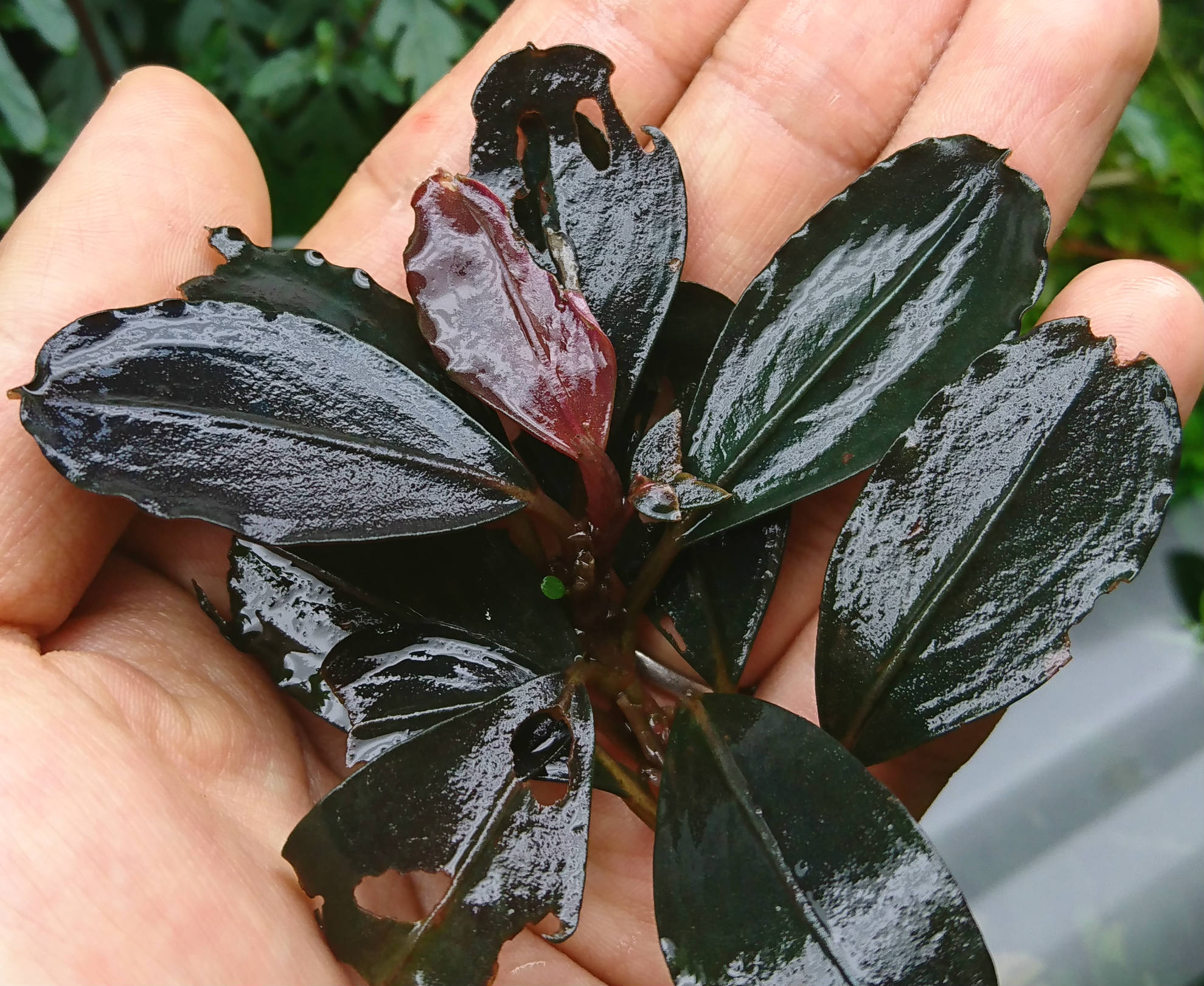 Bucephalandra sp. GhostKalimantan2012群生 | www.prime.com.mx