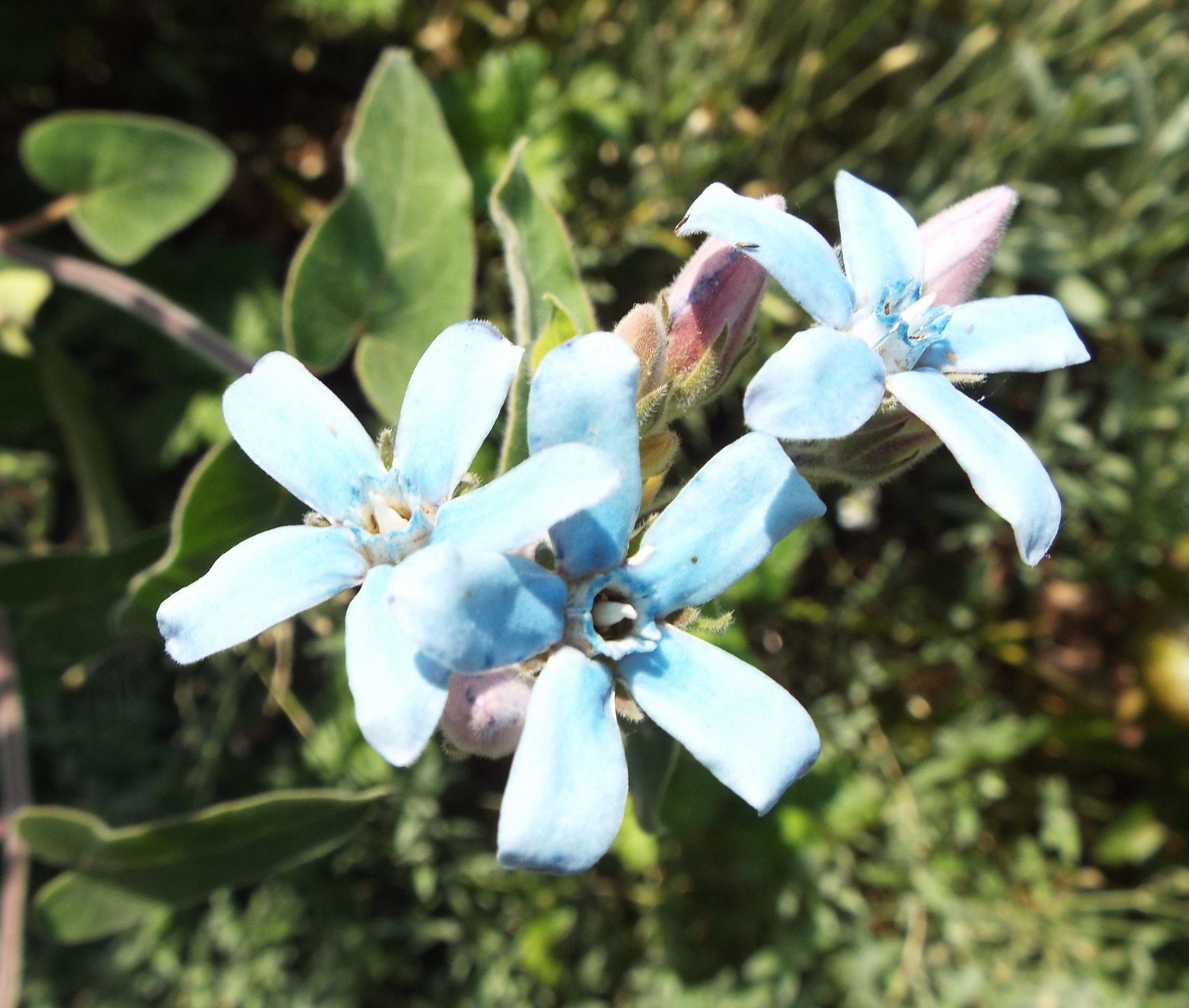 いりちゃん 花と月に魅せられて おはようございます きょう5月2日の誕生花はオキシペタラム 花言葉 幸福な愛 星の精 信じあう心 早すぎた恋 身を切る想い やタイム 花言葉 大きな望み 勇気 活気 活発 活動的 行動力 だそうです