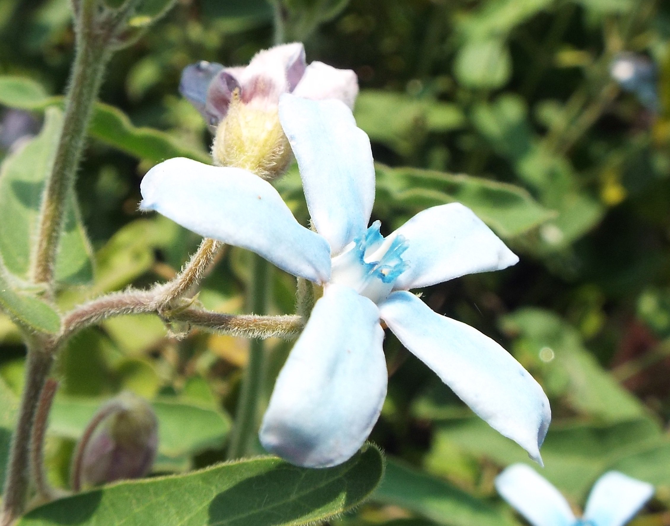 いりちゃん 花と月に魅せられて おはようございます きょう5月2日の誕生花はオキシペタラム 花言葉 幸福な愛 星の精 信じあう心 早すぎた恋 身を切る想い やタイム 花言葉 大きな望み 勇気 活気 活発 活動的 行動力 だそうです