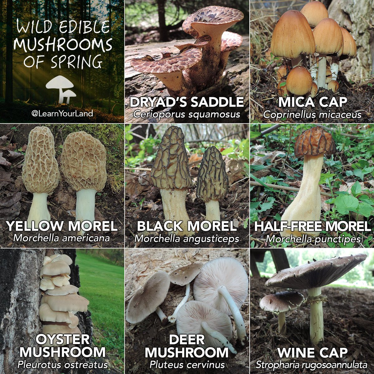 Learn Your Land A Twitter Spring Is An Excellent Time Of Year To Look For Wild Edible Mushrooms How Many Of These Have You Found So Far