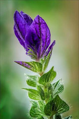 Salvia- Los astringentes le dan vigor a la piel, la renuevan. #arganike #vidaquedavida #desnudamostupiel #eresloqueconsumes #magnadea