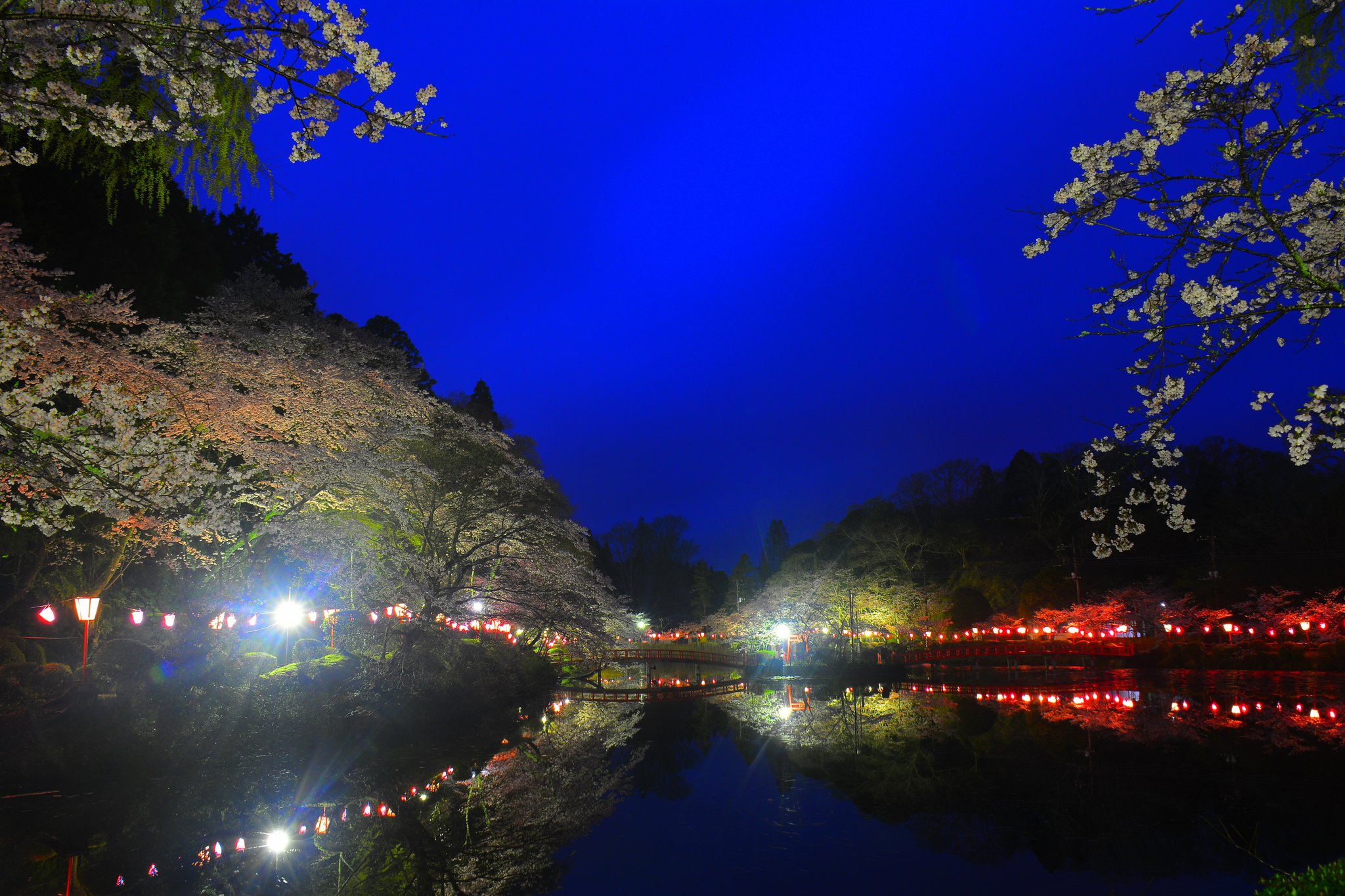 ハーロック ネオ 4 9撮影 茂原公園の夜桜ライトアップ この公園の桜のライトアップは明け方 まで一晩中点灯しているとの事で真相 を確かめるために 本当でした 笑 狙いは日の出前の 小雨でしたが 空が青みの出始める時間帯 って思ったら