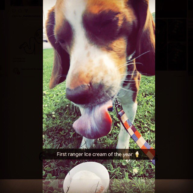 ashpenatzer's tweet photo. When your dog loves ice cream 🍦 #beagles #rangericecream #cousinsdate 😍🤗🐾 https://t.co/bMdC0c5rQn