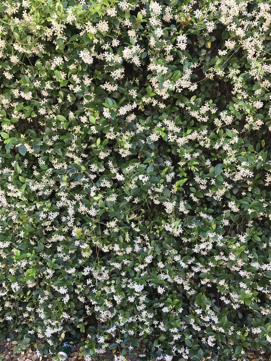 LocalPlantPro's tweet image. Happy May Day 
#mayday2017