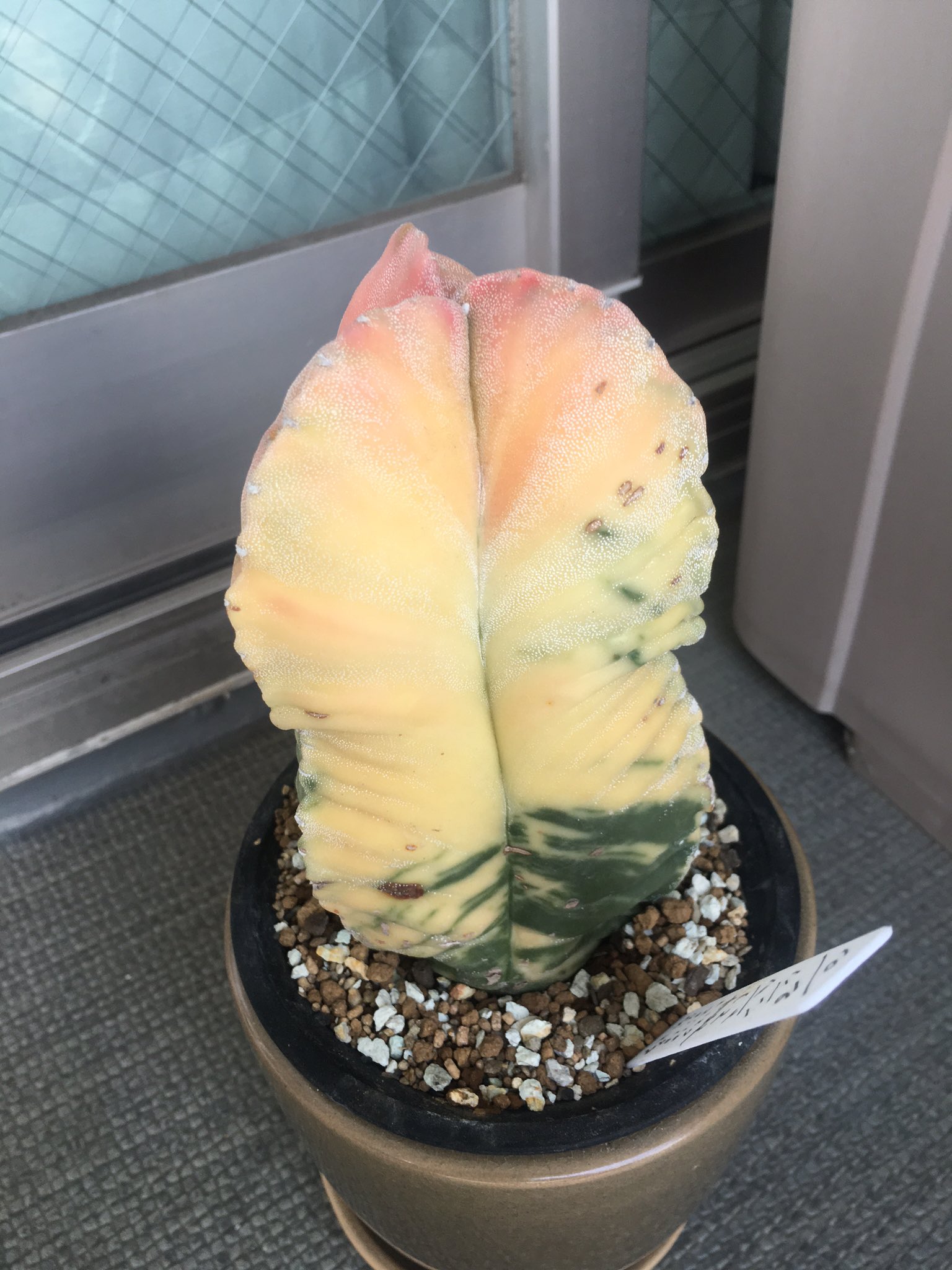 Taro 黄色のサボテンが 日焼けで片面が赤く焼けてしまい サボテン自体にダメージではないのかとやきもきしています サボテン は黄色いのが好きです 捻くれているので ごく普通のサボテンには惹かれません笑 しかしこういう変わったの