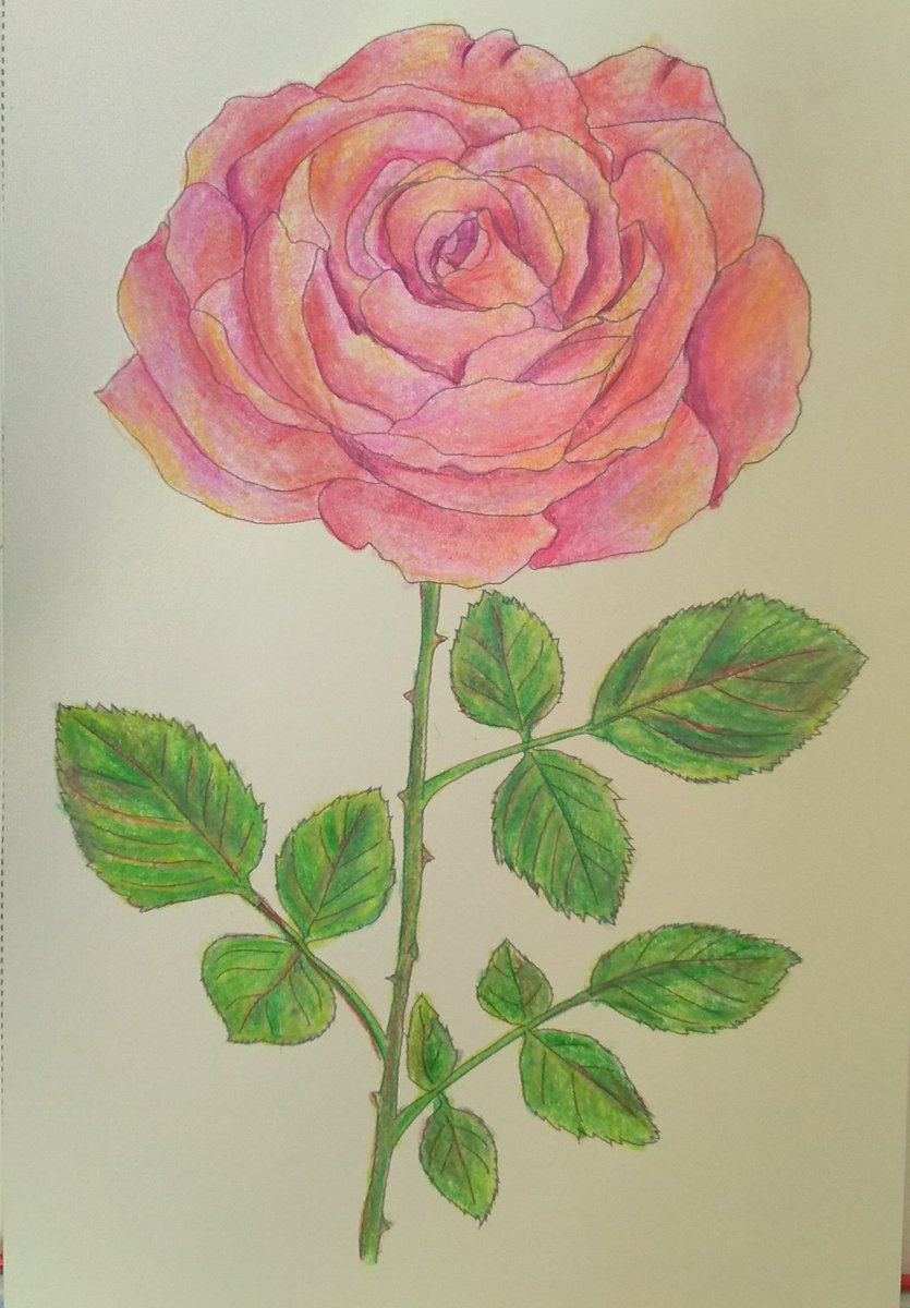 彼方 カラーセラピスト Twitterissa 薔薇が塗りたくなり 百均の薔薇を塗りました お手本と並べたのが2枚めです 大人の塗り絵 コロリアージュ 色鉛筆