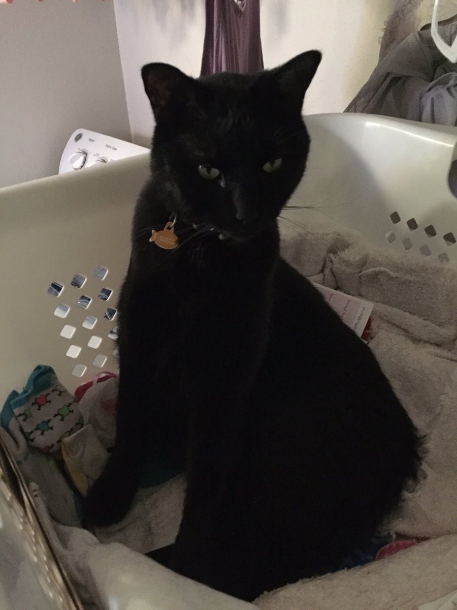 Oops! Woke up Mushoo. This used to be a laundry basket. #CatsRule #sleepyeyes