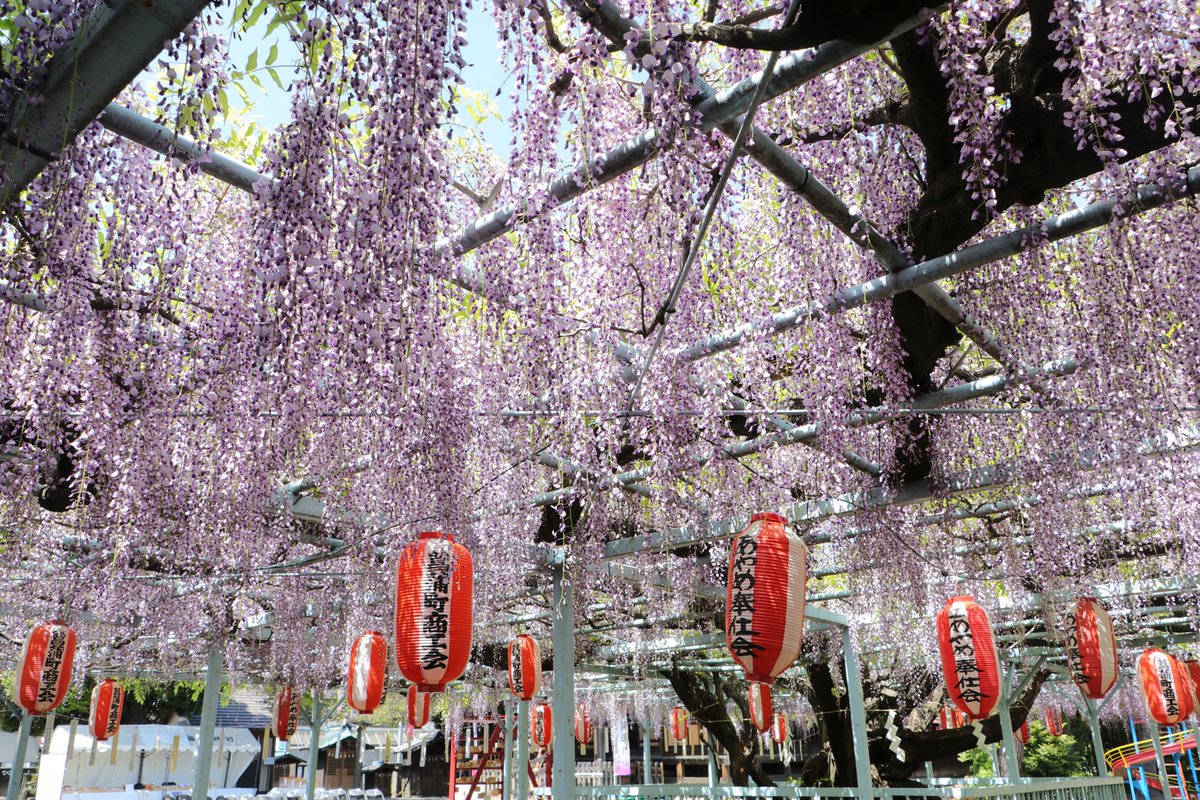 しょうぶパン鬼ー Twitter ನಲ ಲ 菖蒲神社の 菖蒲のフジ が見頃になってるゾ この藤は樹齢300年を超えてて埼玉県指定天然記念物なんだって 明日の5月3日 水 は 菖蒲藤祭 もやってるゾ 菖蒲神社 埼玉県 T Co Uyybwq0ibh 菖蒲 藤 フジ 天然 しょうぶパン鬼ー Twitter ನಲ ಲ 菖蒲神社の 菖蒲のフジ が見頃になってるゾ この藤は樹齢300年を超えてて埼玉県指定天然記念物なんだって 明日の5月3日 水 は 菖蒲藤祭 もやってるゾ 菖蒲神社 埼玉県 T Co Uyybwq0ibh 菖蒲 藤 フジ 天然