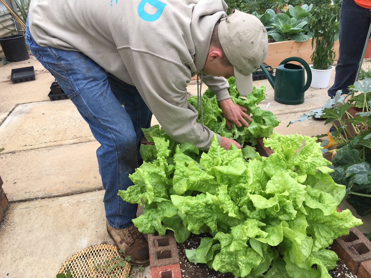 Organic lettuces, carrots, and tomatoes: to the salad bar in Cafe! @Teach_Ag @EBVT_Principal @NJFFA #whatsgrowingon #GH2