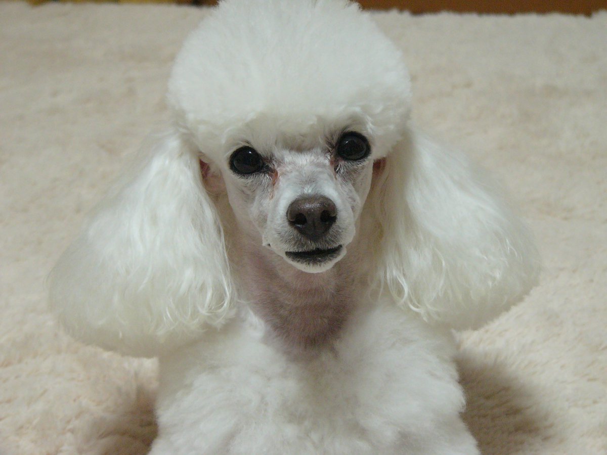 愛犬よ。今夜、帰るからね。待っててね。