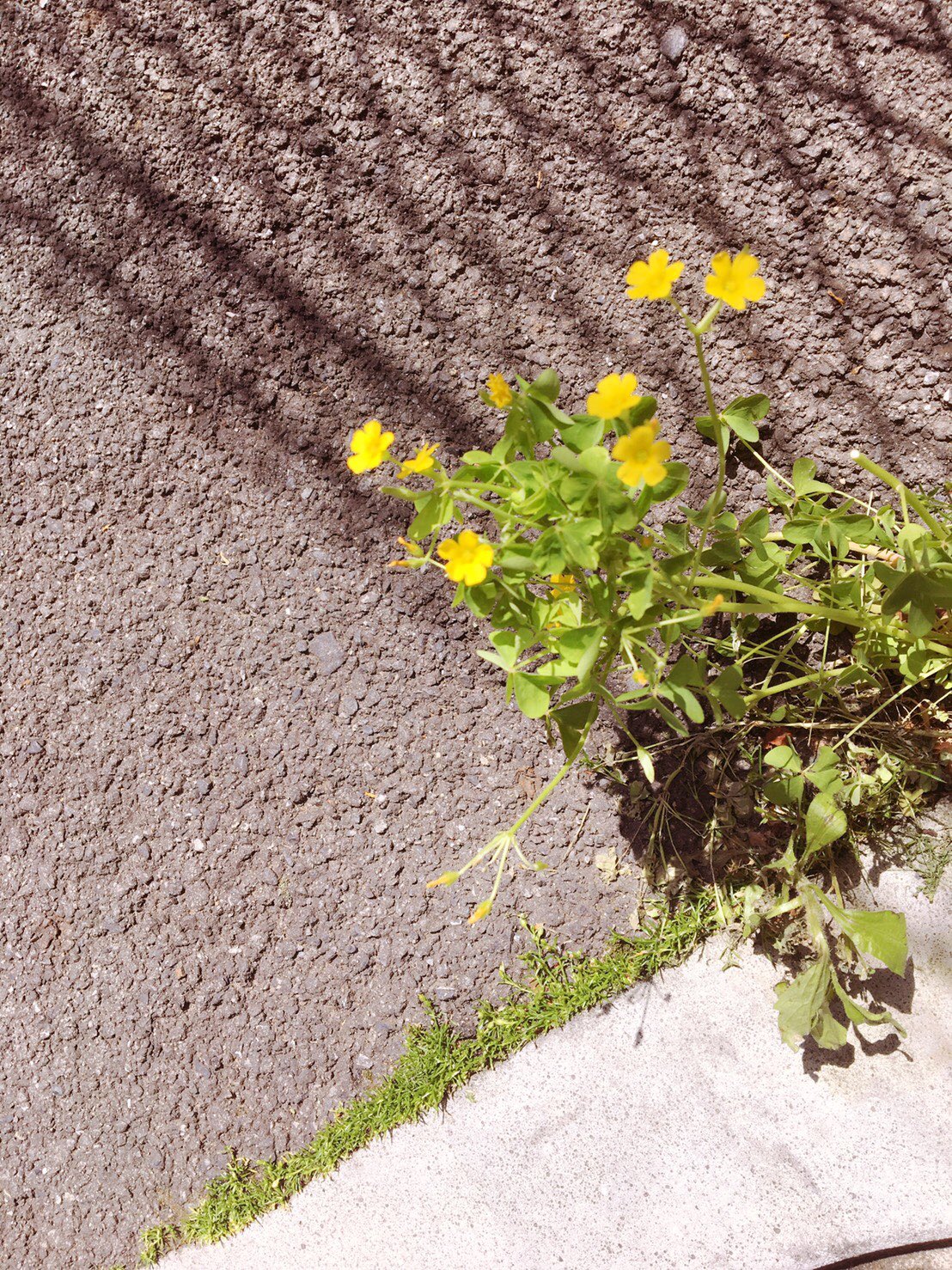 吉田仁人 Twitter पर コンクリートの隙間に咲く花 都会では良く見かけるけど 本当にすごいと思う きらめけ吉田 吉田仁人 T Co Qj7k3syxyl Twitter