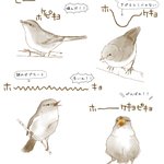 下手くそすぎるｗ上手く鳴けないウグイスがかわいい!