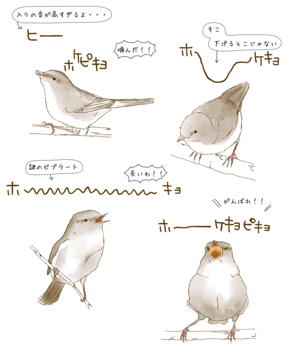 下手くそすぎるｗ上手く鳴けないウグイスがかわいいｗｗｗ